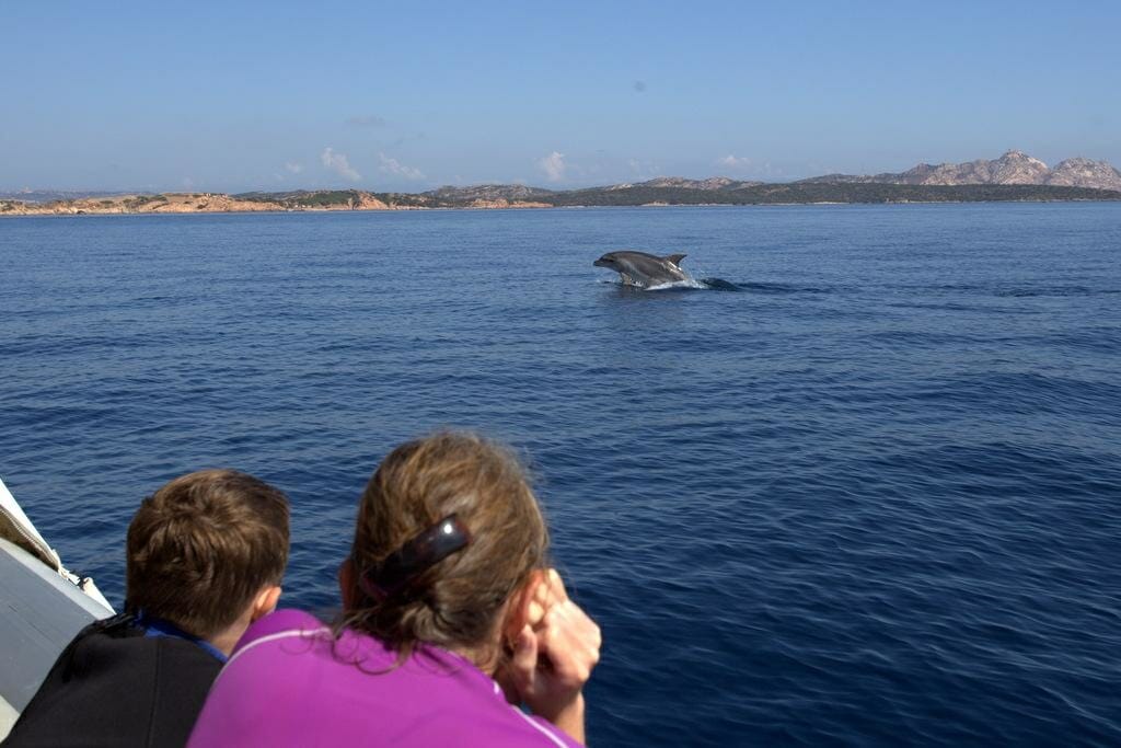Avvistamento delfini Golfo Aranci
