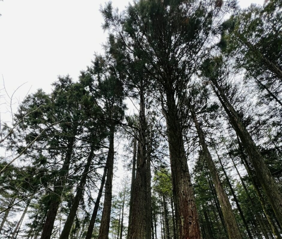 Chioma della sequoie di Vallicciola