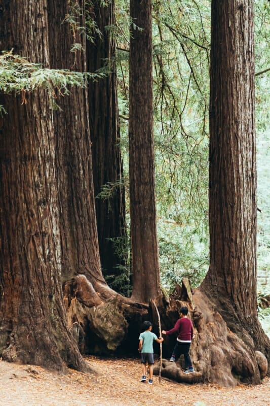 Sequoie con bambini