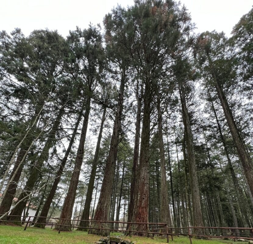 Sequoie monte Limbara con staccionata