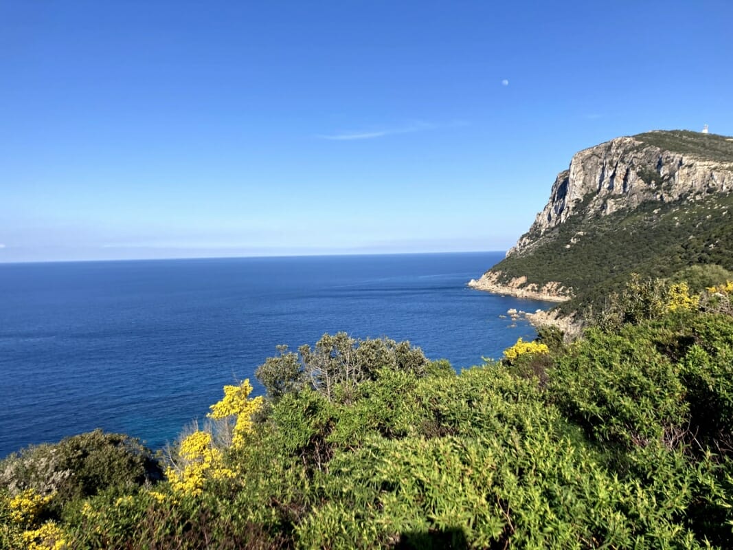 Piante Tipiche della Sardegna - Ginestra Fiorita con sullo sfondo Capo Figari Golfo Aranci