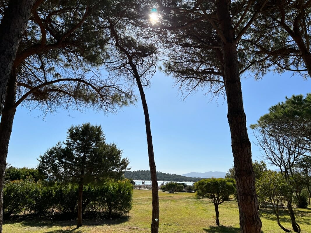 Pineta di Cala Brandinchi vista mare