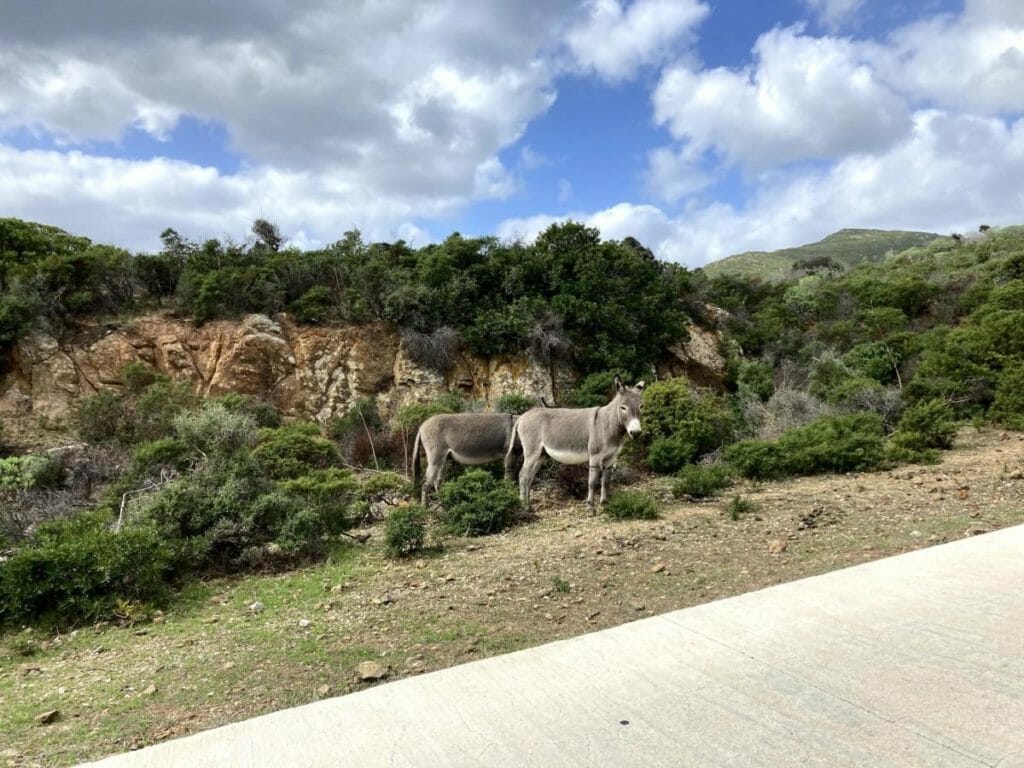 Asinelli Che si Incontrano all'Asinara