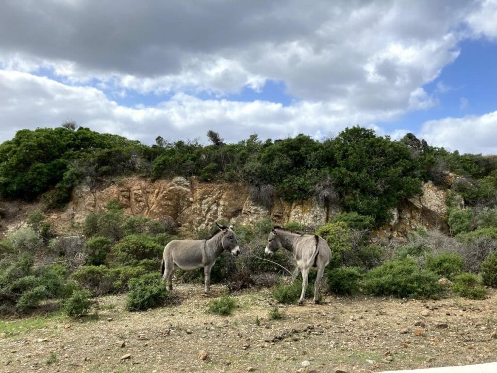Isola Asinara Gli Asinelli Bianchi