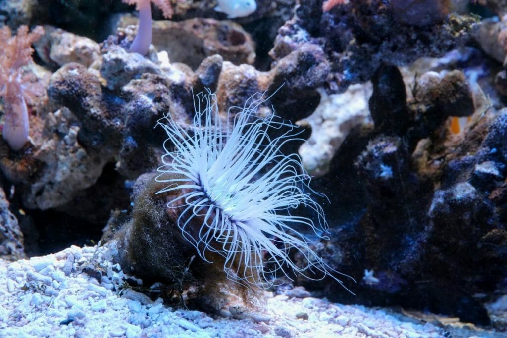 Cerianthus, animali che sembrano fiori