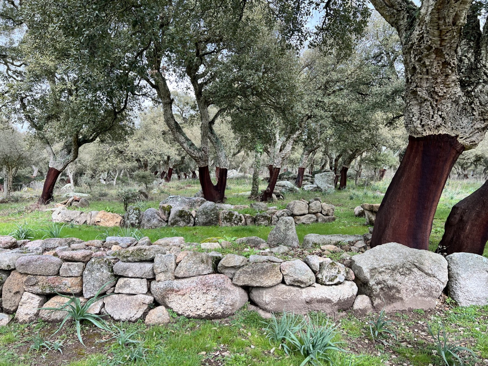 Costruzioni Nuraghiche con querce