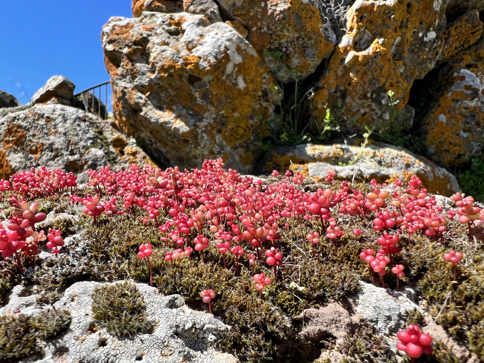 Licheni e Borracina su rocce nuraghe Arrubiu