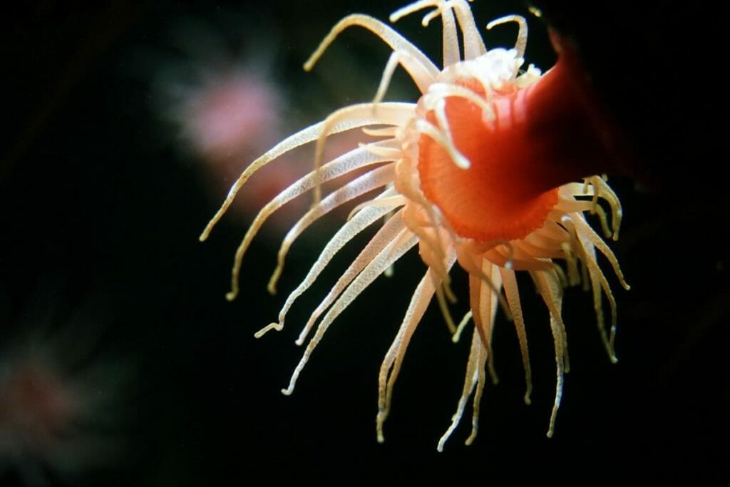 Margherita di Mare, animali con forma di fiore