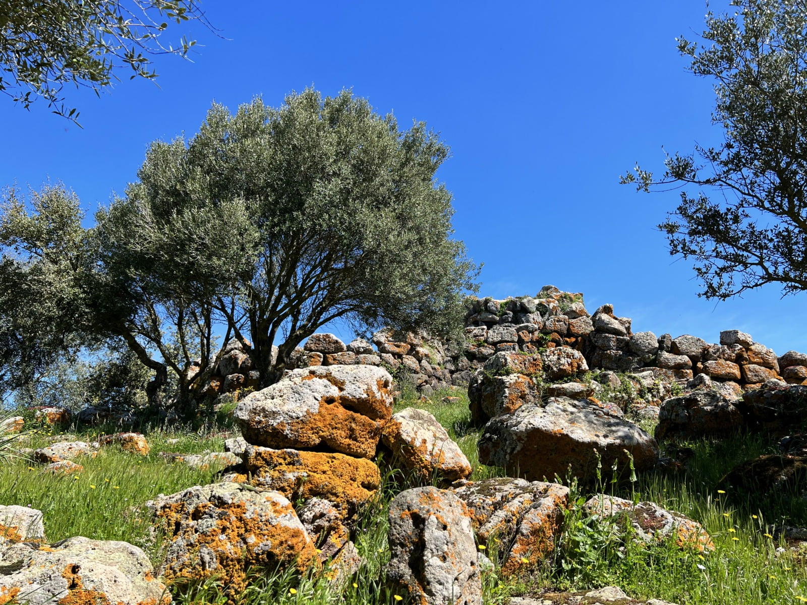 Nuraghe Arrubiu rocce licheni e olivo