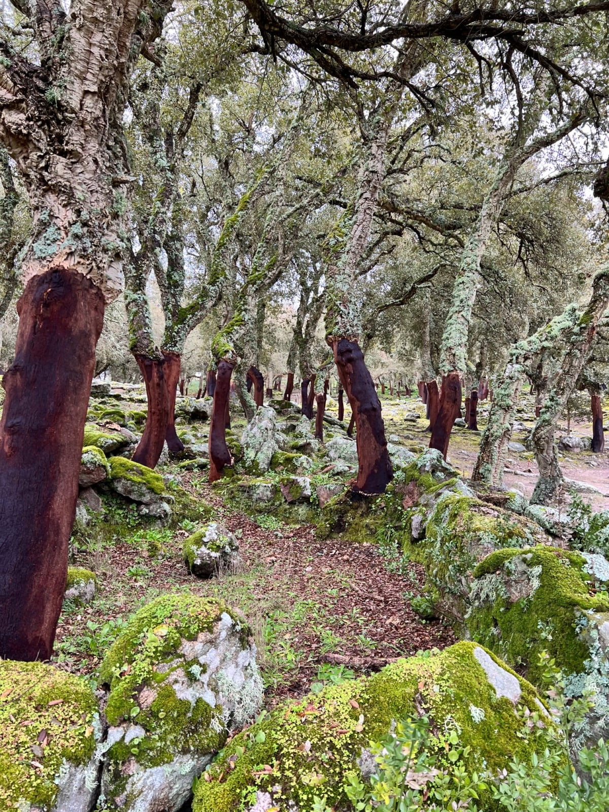 Romanzesu Bosco Quercie Sughere
