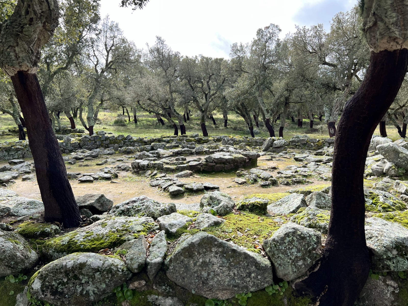 Romanzesu Recinto Cultuale con sughere