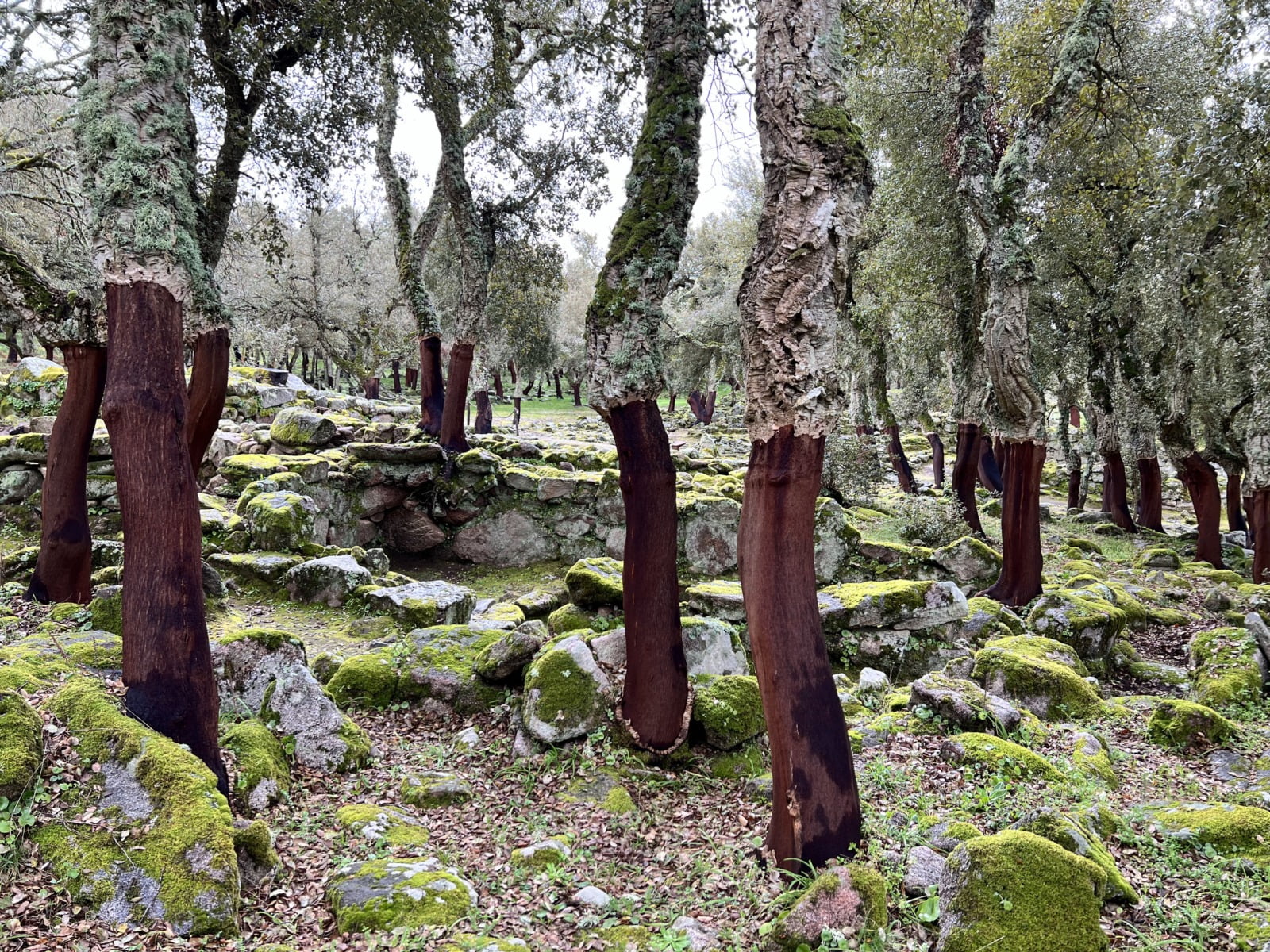 Romanzesu sito archeologico con querce sughero