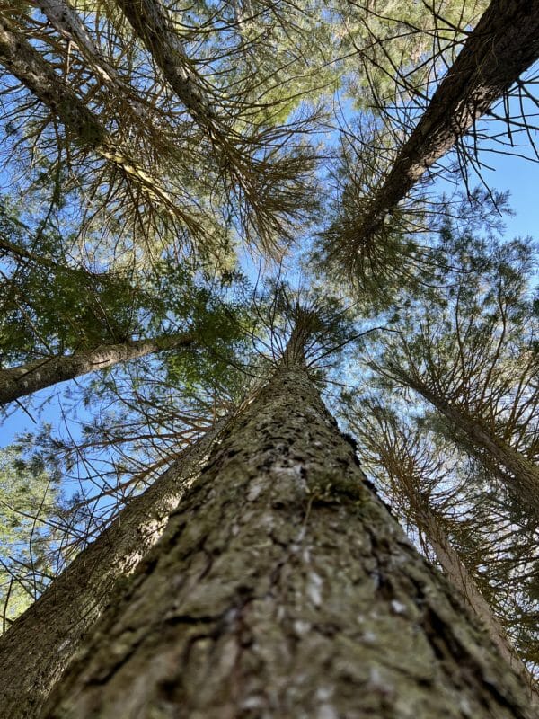 Sequoie Vallicciola Monte Limbara Sardegna