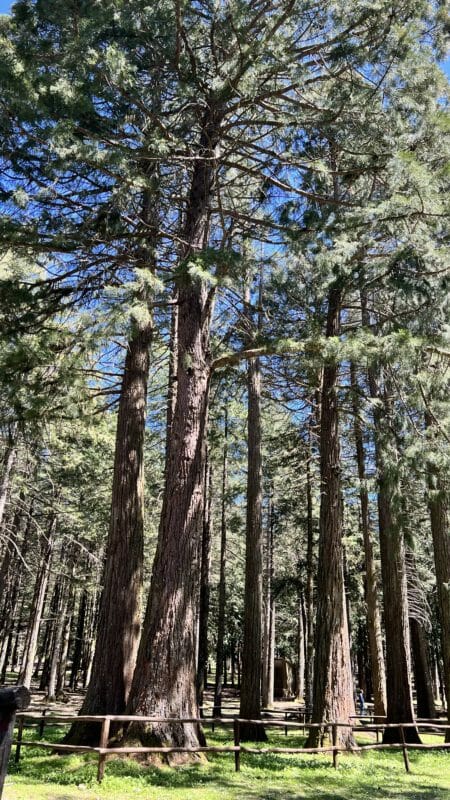Sequoie sul Monte Limbara