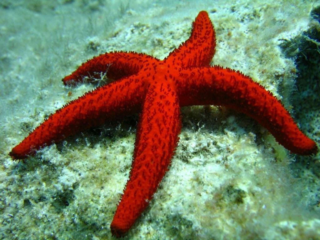 Stella marina, animali dalle forme strane