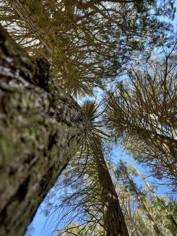 Tronco, corteccia e chioma delle Sequoie di Vallicciola