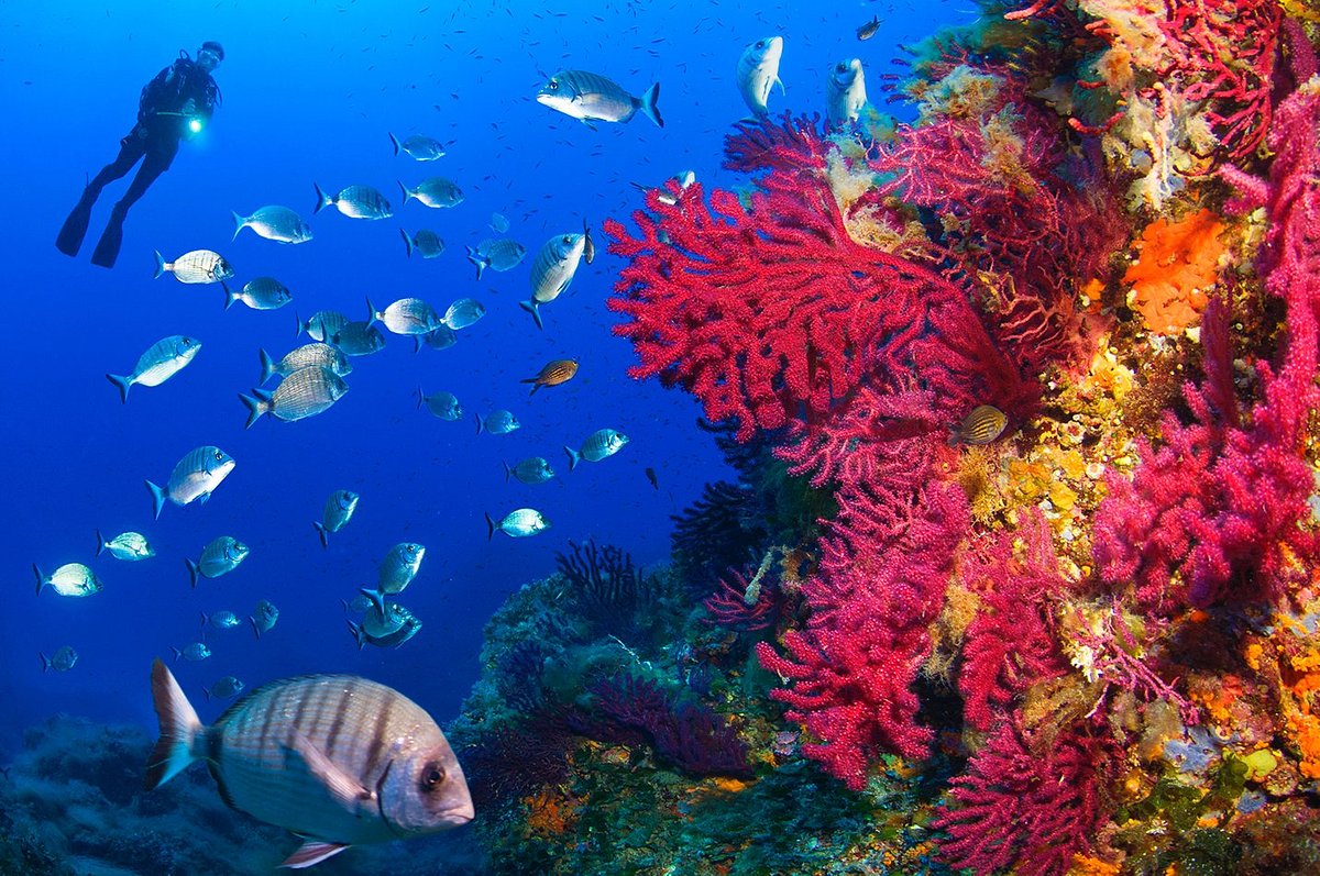 Diving Sardinia